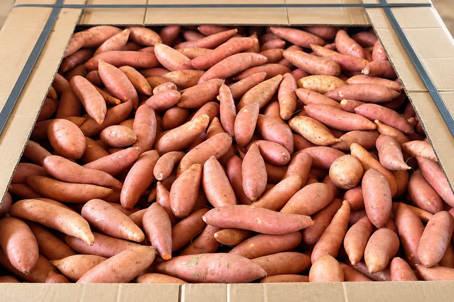 Graded sweet potatoes
